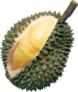 durian_13202353_std
